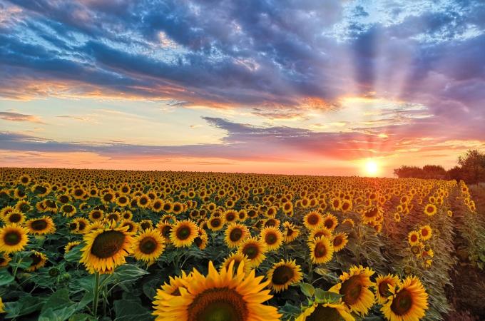 Field of Sunflowers at Sunset